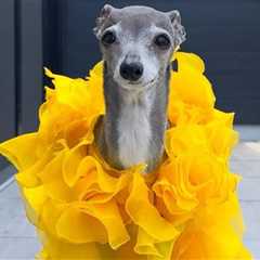 Celebrity Dog Tika the Iggy Dead at 14