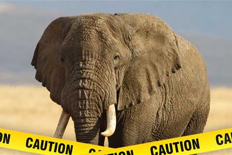 Elephants Attack Man, Later Return to Kill Him