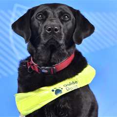 Meet the adorable service dogs behind the athletes of the 2026 Paralympic Winter Games