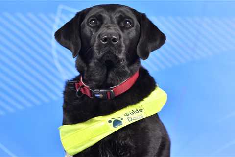 Meet the adorable service dogs behind the athletes of the 2026 Paralympic Winter Games