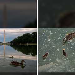 Duck Lives At Reflecting Pool Before and After Algae Attack