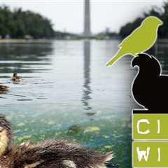 Wildlife Organization Conducting Necropsies on Reflecting Pool's Dead Ducks