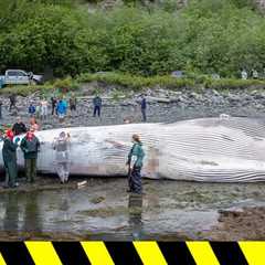 Dead Endangered Whale Found on Bow of Cruise Ship Arriving in Alaska