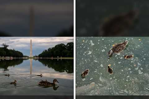 Duck Lives At Reflecting Pool Before and After Algae Attack