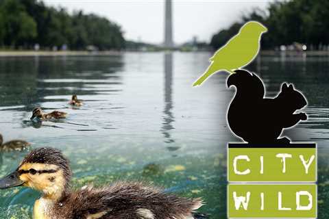 Wildlife Organization Conducting Necropsies on Reflecting Pool's Dead Ducks