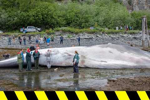 Dead Endangered Whale Found on Bow of Cruise Ship Arriving in Alaska