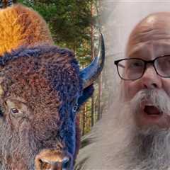 Viral Bison Attack Victim Recalls Painful Encounter From Hospital Bed