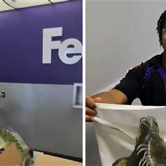 Man Opens FedEx Package, Live Iguana Escapes Inside Store In Wild Video