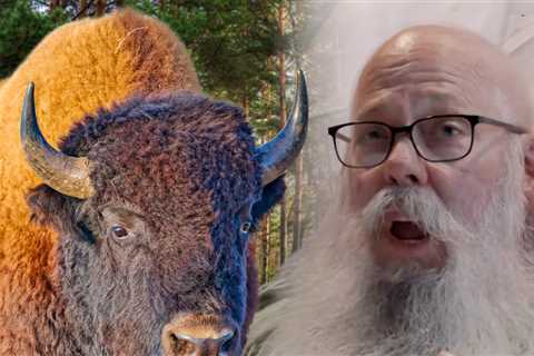 Viral Bison Attack Victim Recalls Painful Encounter From Hospital Bed