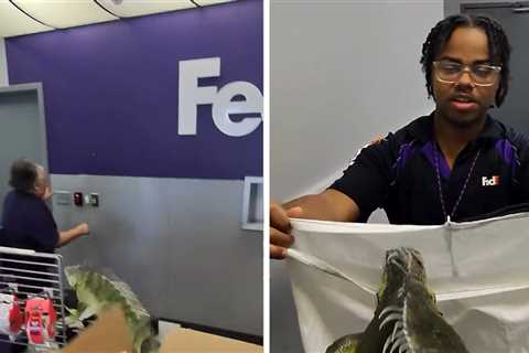 Man Opens FedEx Package, Live Iguana Escapes Inside Store In Wild Video