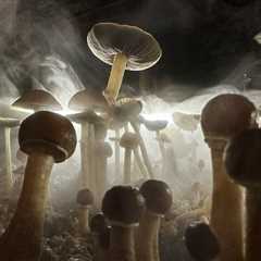 Why Some in the Music Industry Are Advocating for Psychedelic Drugs — This Time as Therapy