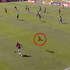 Soccer match suspended after red-card worthy parrot attacks players