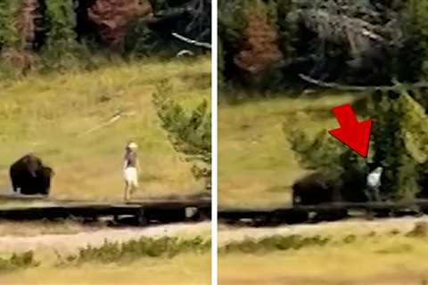 Bison Chases Child at Yellowstone National Park in Frightening Video