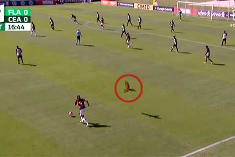 Soccer match suspended after red-card worthy parrot attacks players
